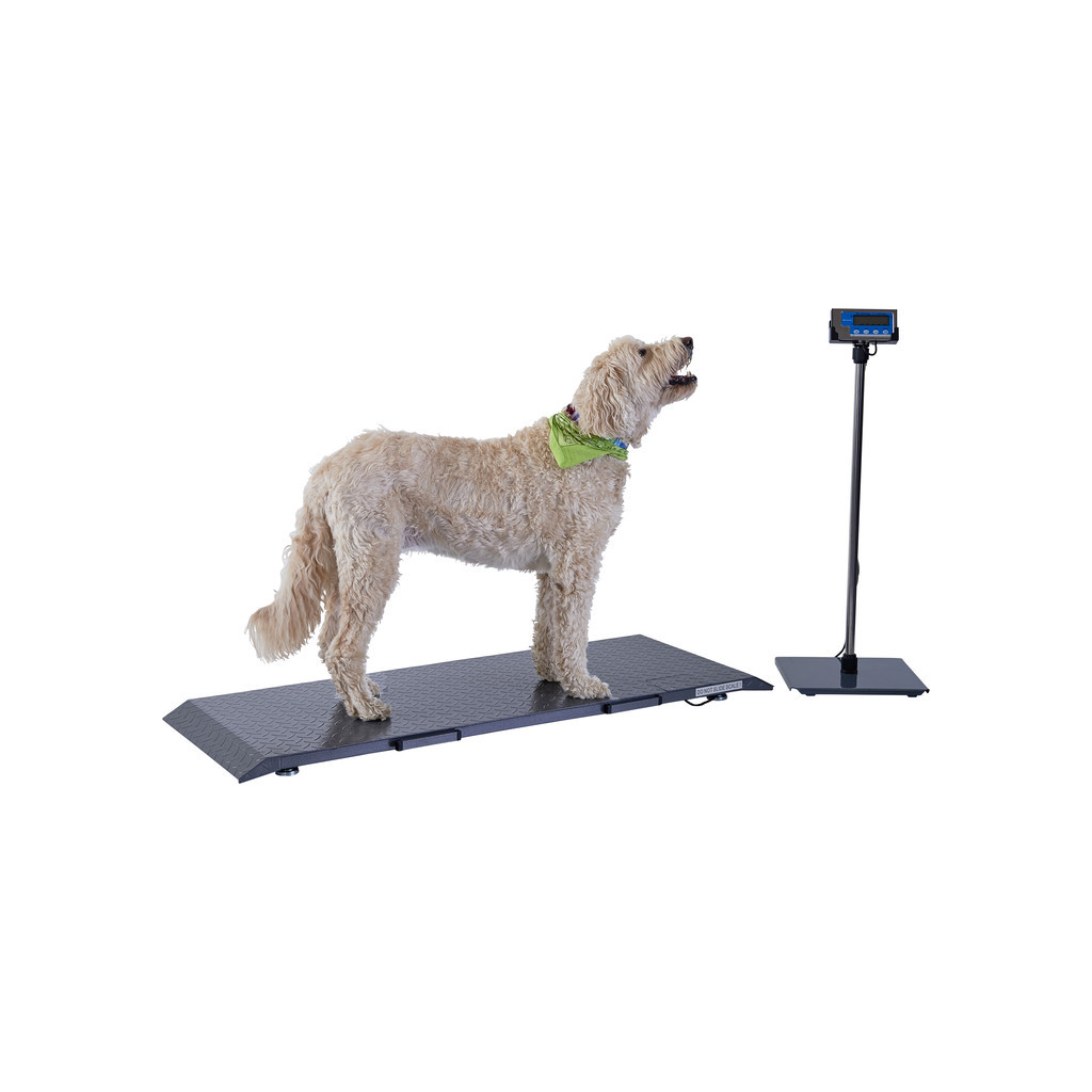 Brecknell PS1000 Platform Floor Scales 500kg x 0.2kg Brecknell - 1